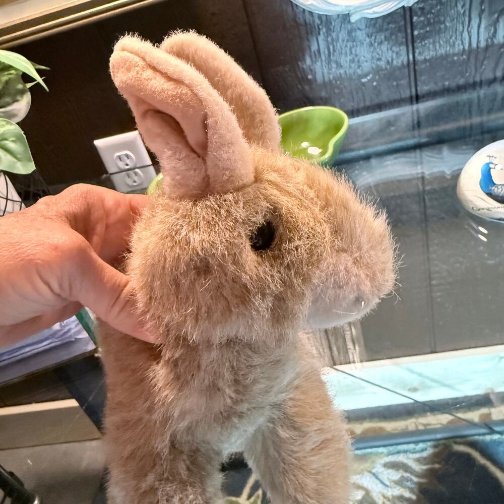 Pristine Clean Sweet Soft Bunny 🐇 Rabbit in Natural‎ Colors